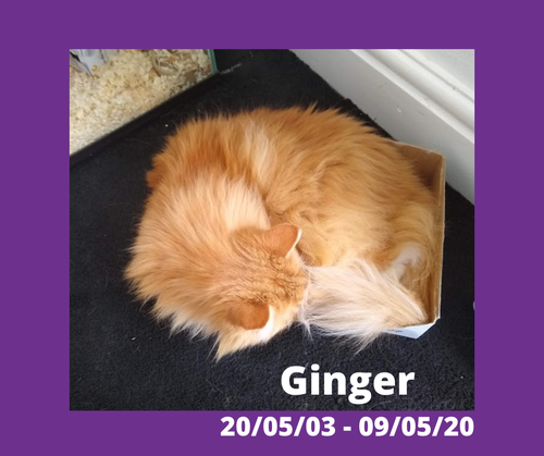 GInger - Not just a pet