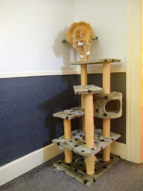 One of Ginger&#x27;s Scratching Posts / Cat Trees