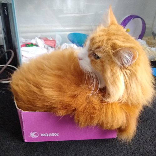 Ginger in A4 Paper Box Lid