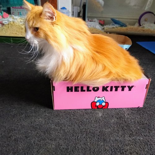 Ginger in Hello Kitty Box