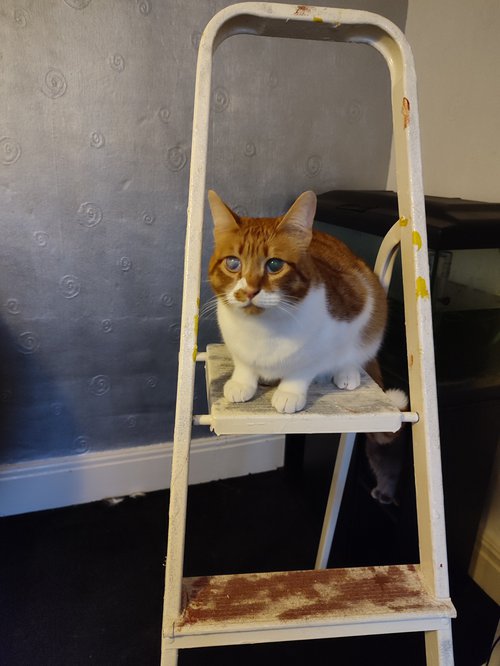Cat sat on ladder