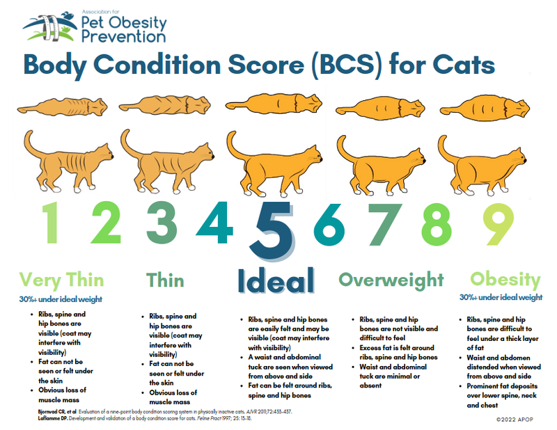 Cat Body Score Chart