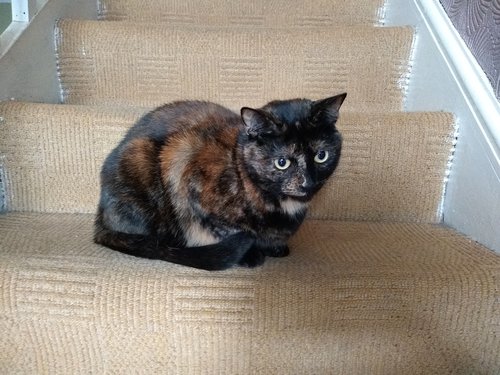 Bindi - Cat sat on stairs