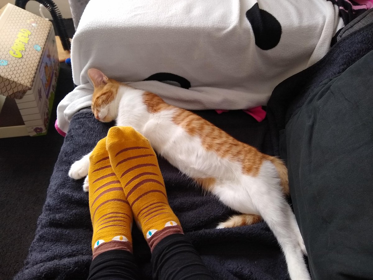 Cat Castration Wirral Whiskers