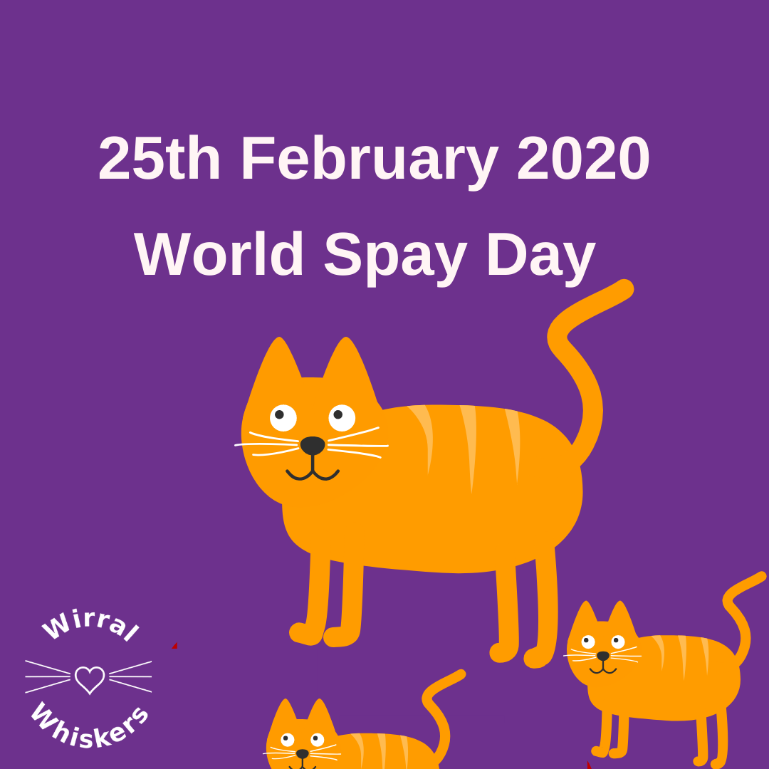World Spay Day 25th February 2020 Wirral Whiskers