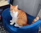 Bean, A very Hungry Cat