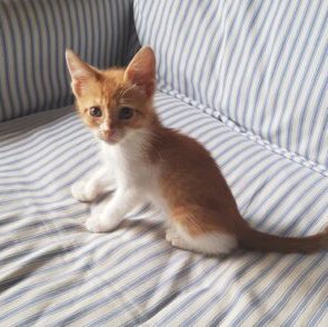 Bean Kitten