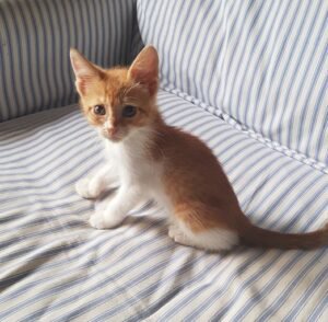 Ginger tabby best sale kitten for sale