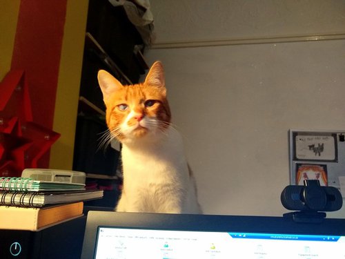 Bean on the desk causing havoc