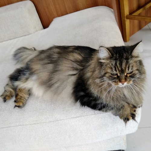 Beautiful Siberian Forest Cat