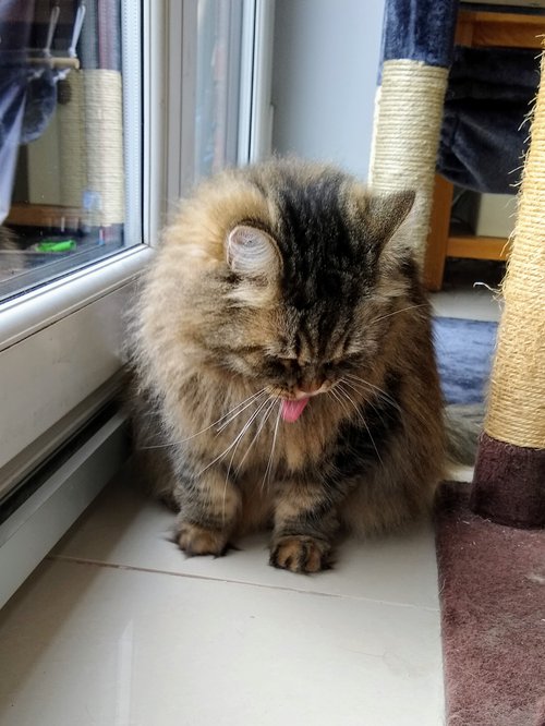 siberian forest cat