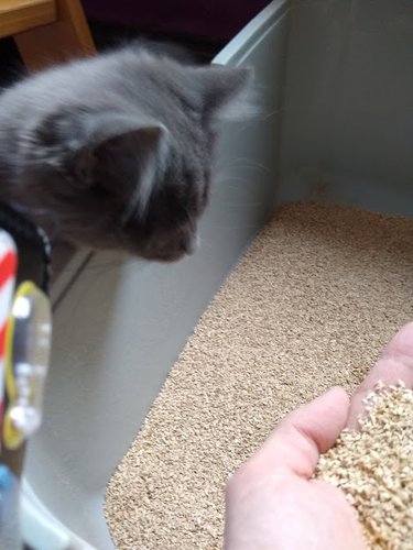 HOW TO STOP CAT LITTER TRACKING – Natusan