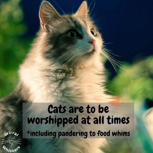 Cats are to be worshipped at all times