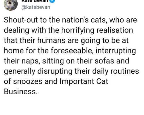 Cats during self isolation