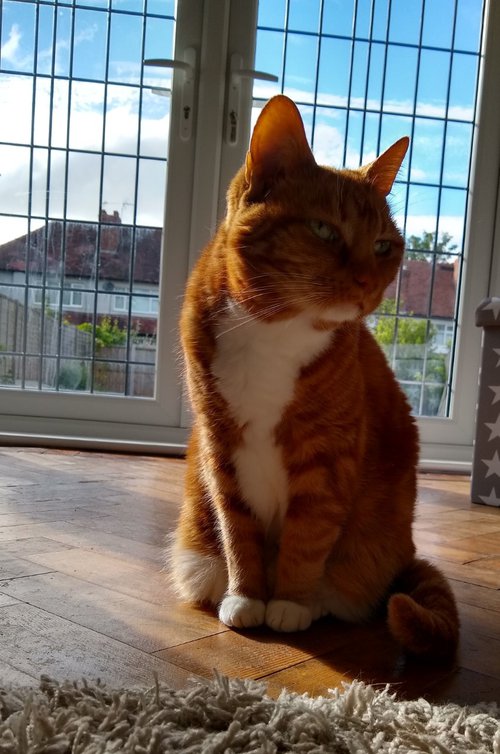 Ginger and white cat enjoying the sun