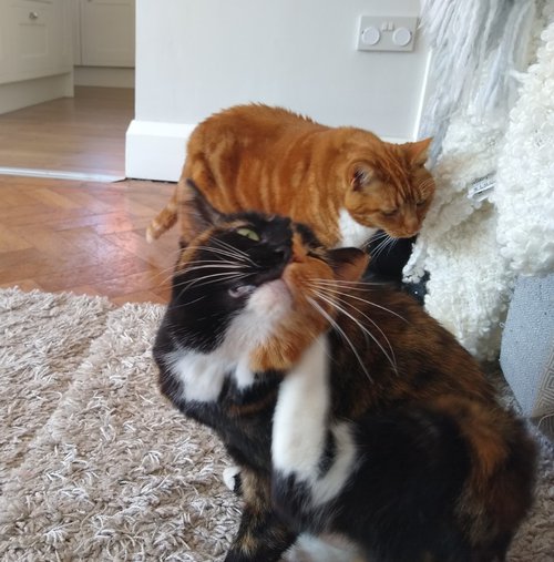 Ginger cat and tortoishell cat