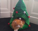 Christmas Cat