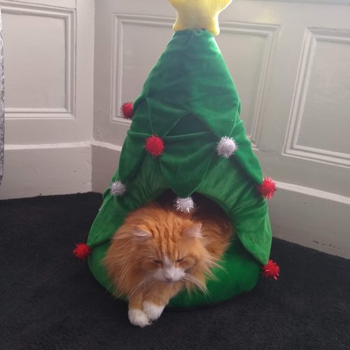 Christmas Cat