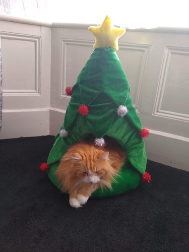 Christmas Cat