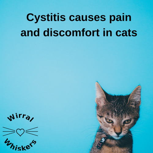 Cystitis causes pain and discomfort in cats