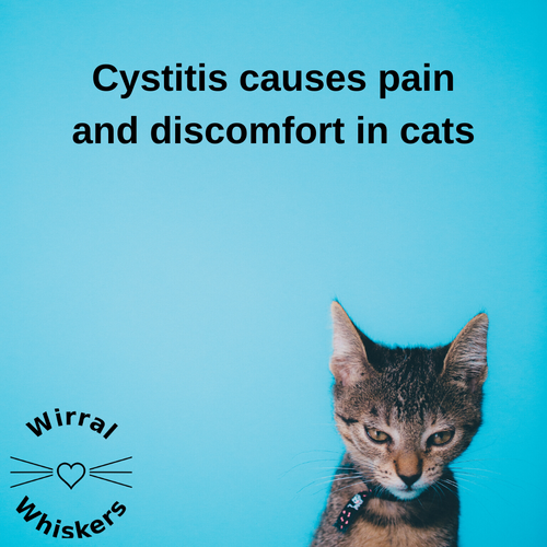 Cystitis causes pain and discomfort in cats