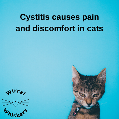 Feline Idiopathic Cystitis Part 1: What Is It And Why Does, 52% OFF