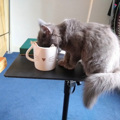 Kitten drinking out of my cup