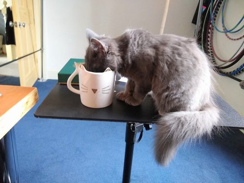 Kitten drinking out of my cup