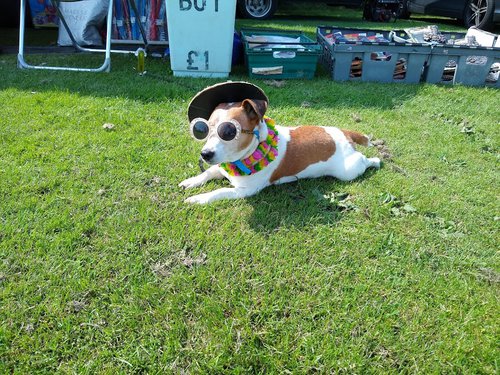 Dog dressed for the weather