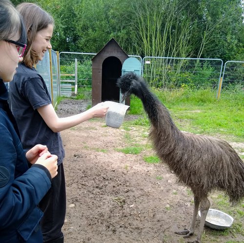 Emu