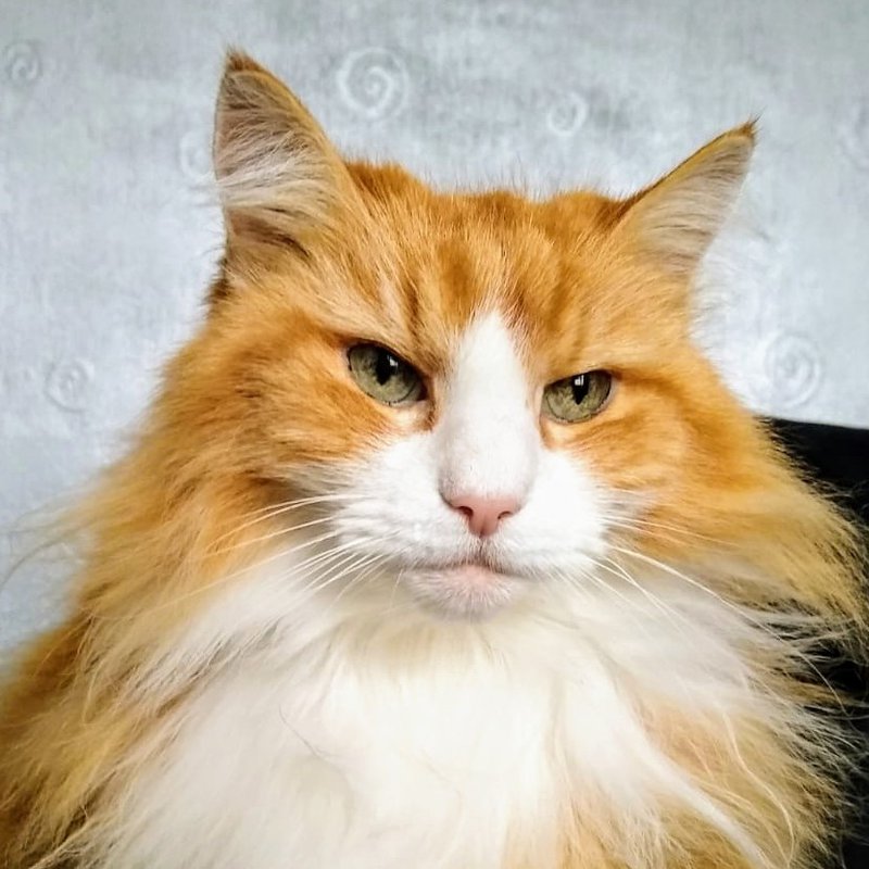 My cat, Ginger