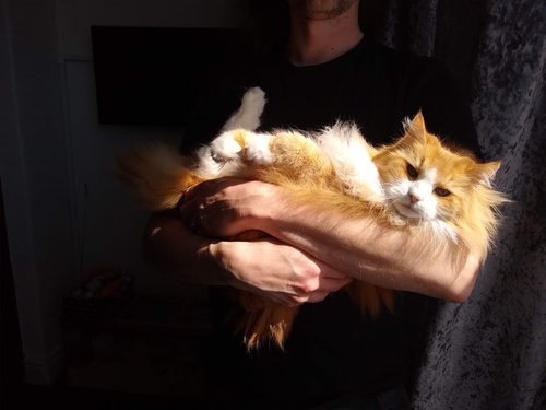 Ginger as a baby for grooming