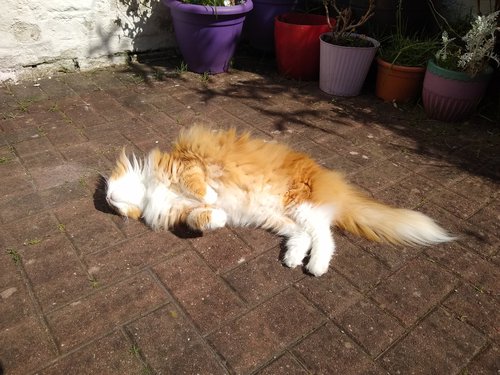 Ginger - cat grooming