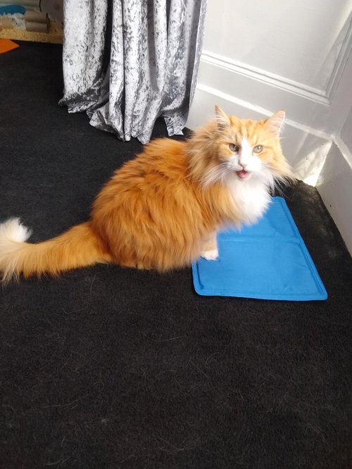 Ginger on Cool Mat