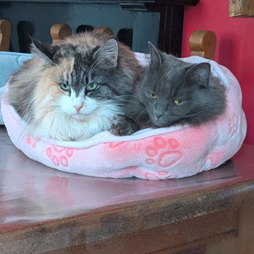 Fermi and Daisy-Bear