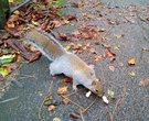 Squirrel in Autumn