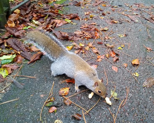 Squirrel in Autumn