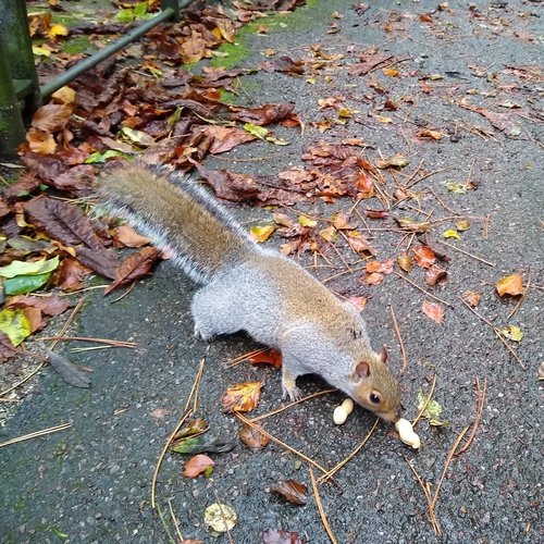 Squirrel in Autumn