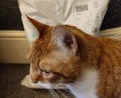 Bean Interested in Poopurr Cat Litter