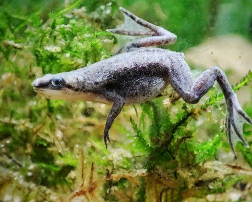 African Pygmy Frog