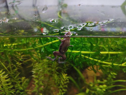 African dwarf frog with cheap shrimp