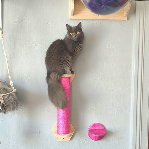 Daisy on Scratching Post