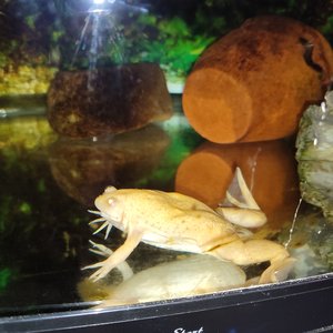 3 African Clawed Frogs