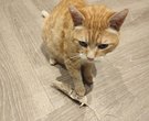 Cat with paper feather toy