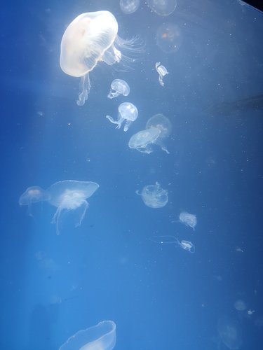 Jelly Fish