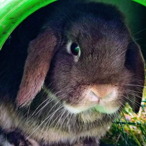 Flopsy