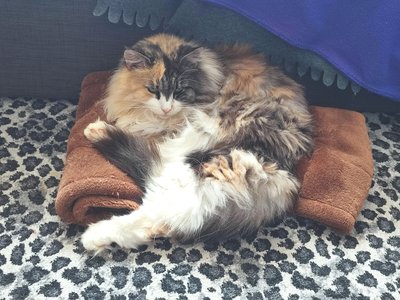 Fermi sat on my pattern piece