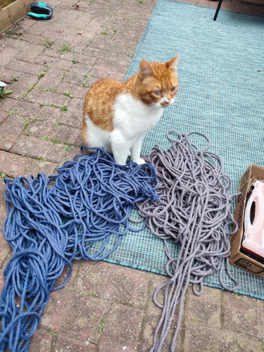 Bean 'helping' with the rope