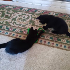 Pasha and Nyx