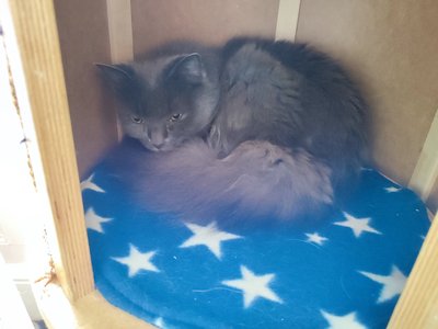 Daisy-Bear in the bed box on the scratching post